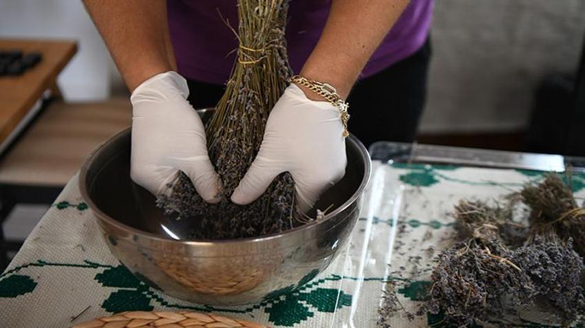 Bulgaristan'dan getirip Çanakkale'deki arazisine dikti! İlk hasadı Fransa'da kapış kapış satıldı