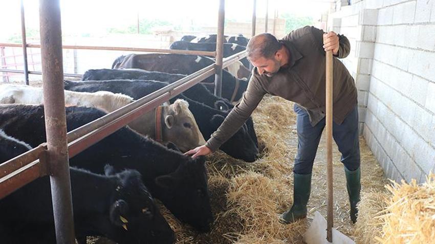 Muş'ta devlet desteğini görünce hemen başvurdu: 15 hayvanla başladı, sayıyı kısa sürede 40'a çıkardı