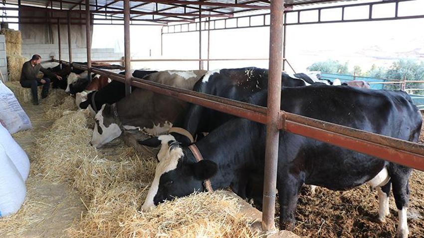 Muş'ta devlet desteğini görünce hemen başvurdu: 15 hayvanla başladı, sayıyı kısa sürede 40'a çıkardı