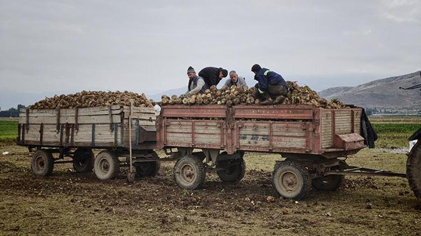 Muş Ovası’nda hasat başladı: Yaz boyunca 10 kez sulandı, bölgeye 2,5 milyar lira akacak!