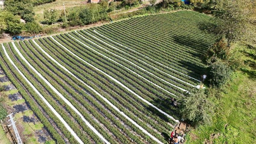 10 yıllık mimar işini bırakıp Samsun'da üretmeye başladı: Belediye desteğiyle bahçesini 7 dönüme çıkardı!