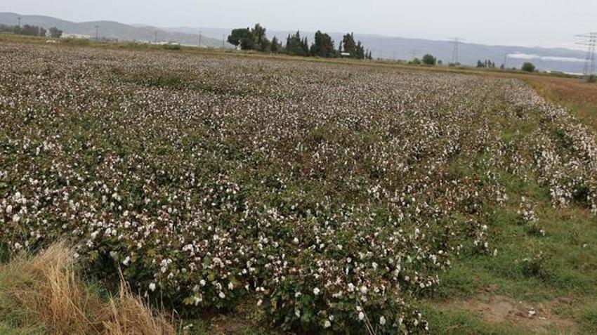 Aydın’da sonbahar yağışları pamuk üreticisini vurdu: Bu yıl 15 gün geç gelişmişti!
