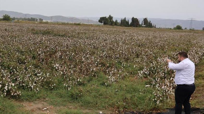 Aydın’da sonbahar yağışları pamuk üreticisini vurdu: Bu yıl 15 gün geç gelişmişti!
