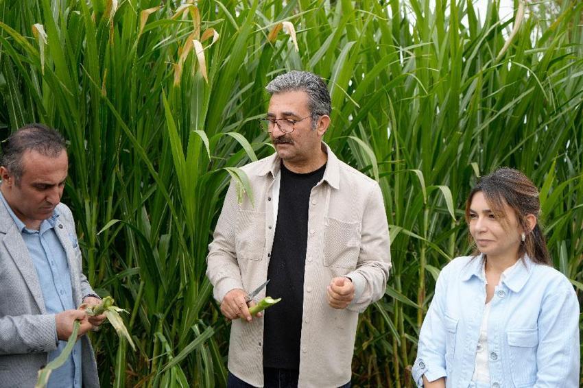 Fil otu Gümüşhane’de deneme amaçlı dikildi! Süt sığırcılığında yem maliyetlerini düşürecek ve alternatif bir ürün