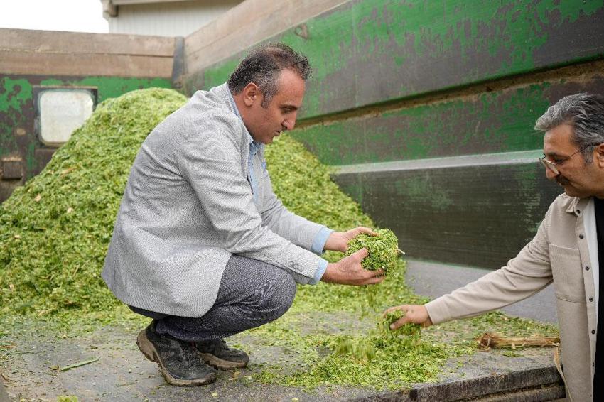 Fil otu Gümüşhane’de deneme amaçlı dikildi! Süt sığırcılığında yem maliyetlerini düşürecek ve alternatif bir ürün