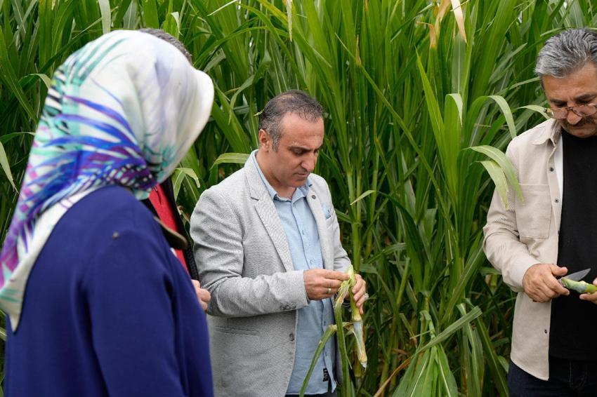 Fil otu Gümüşhane’de deneme amaçlı dikildi! Süt sığırcılığında yem maliyetlerini düşürecek ve alternatif bir ürün
