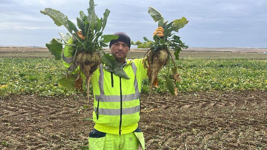 Kulu'da 12 bin dekarlık alanda şeker pancarı hasadı başladı