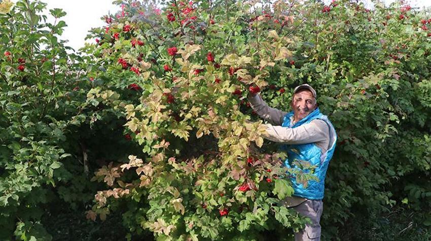 Kayseri'nin gizli lezzeti lezzet yolculuğuna çıktı: Geçen yıl don vurmuştu, bu yıl rekor rekolte üreticinin yüzünü güldürdü!