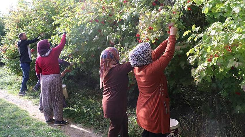 Kayseri'nin gizli lezzeti lezzet yolculuğuna çıktı: Geçen yıl don vurmuştu, bu yıl rekor rekolte üreticinin yüzünü güldürdü!