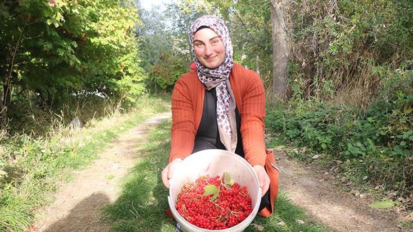 Kayseri'nin gizli lezzeti lezzet yolculuğuna çıktı: Geçen yıl don vurmuştu, bu yıl rekor rekolte üreticinin yüzünü güldürdü!