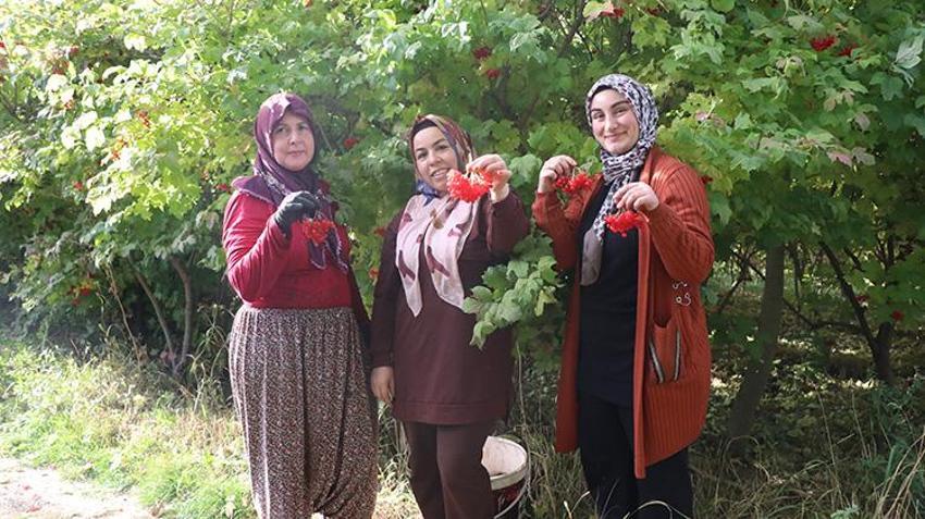 Kayseri'nin gizli lezzeti lezzet yolculuğuna çıktı: Geçen yıl don vurmuştu, bu yıl rekor rekolte üreticinin yüzünü güldürdü!