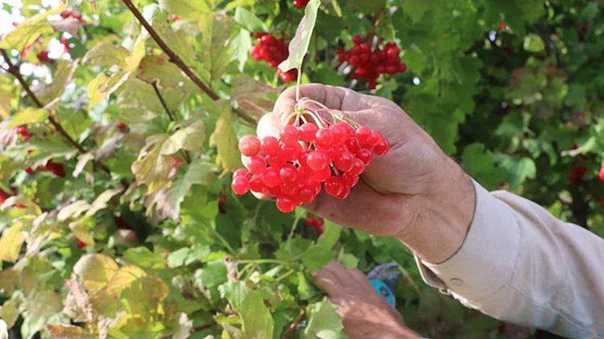Kayseri'nin gizli lezzeti lezzet yolculuğuna çıktı: Geçen yıl don vurmuştu, bu yıl rekor rekolte üreticinin yüzünü güldürdü!