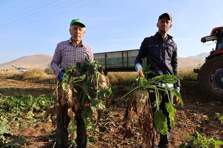 Nisan ayında ektiler, dönüm başına 10 ton verim aldılar! Kahramanmaraş’ta üreticinin yüzü gülüyor