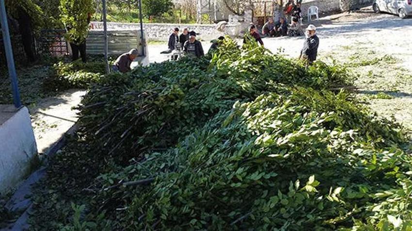 Atıl araziye eken servet kazandı! 3 yılda bir hasat ediliyor, Muğlalı üreticinin yeni gelir kapısı oldu