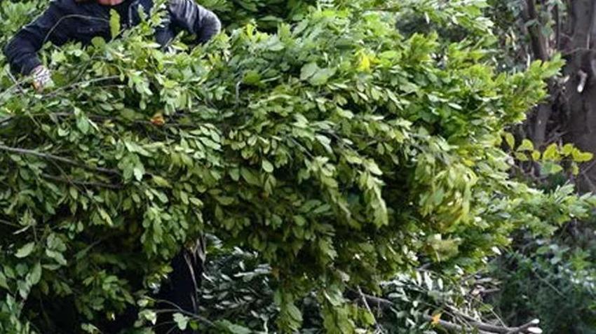 Atıl araziye eken servet kazandı! 3 yılda bir hasat ediliyor, Muğlalı üreticinin yeni gelir kapısı oldu