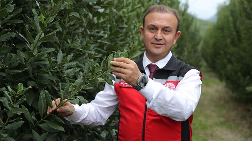 Atıl araziye eken servet kazandı! 3 yılda bir hasat ediliyor, Muğlalı üreticinin yeni gelir kapısı oldu