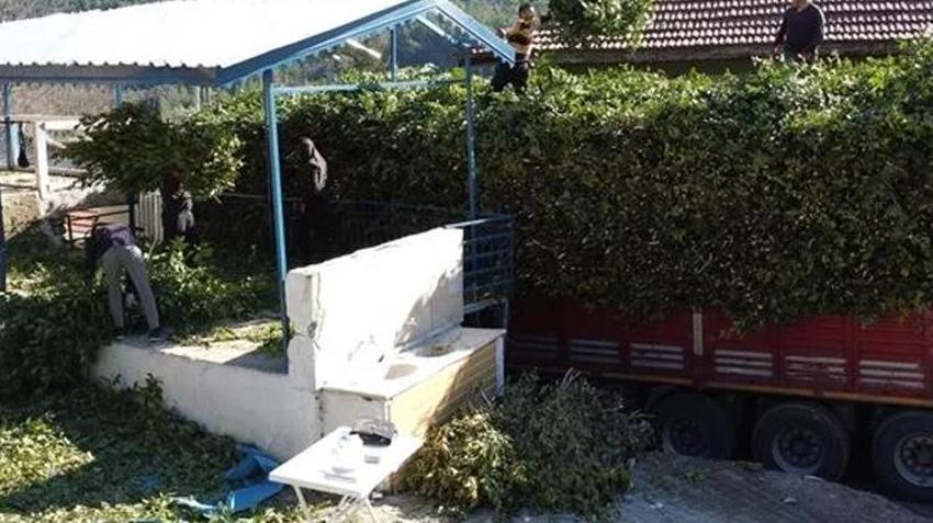 Atıl araziye eken servet kazandı! 3 yılda bir hasat ediliyor, Muğlalı üreticinin yeni gelir kapısı oldu