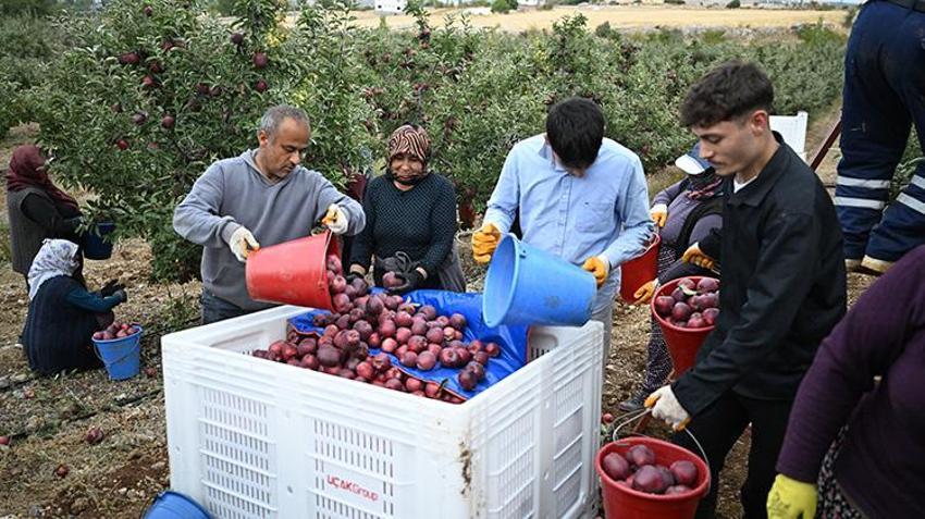 Yılda 51 bin ton üretiliyor, 4 ülkeye gönderiliyor! Sırrı gece ile gündüz arasındaki sıcaklık farkında!