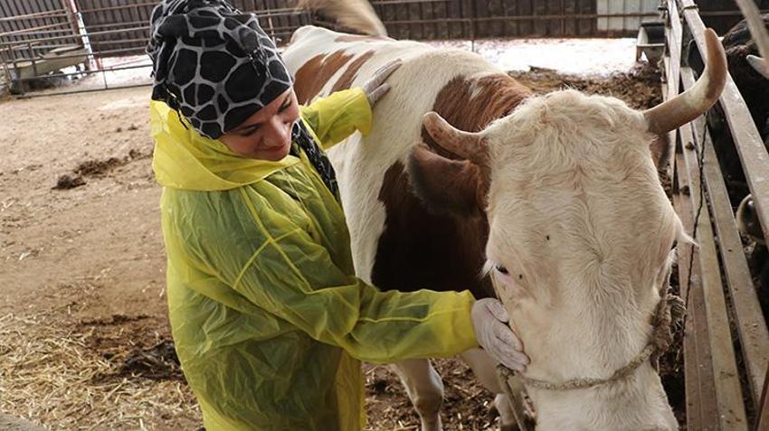Gaziantep’te tek bir hayvanla başladı, 10 yılda dev sürü kurdu: 'Neden yapamayayım dedim, 2 işletme sahibi oldum!'