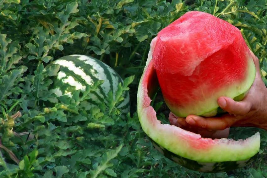 Gaziantep’te 5 bin dönümde yetişiyor! Yurt dışından bile talep yağıyor