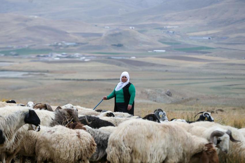 Van'da Türkiye'ye model olabilecek örnek! Kadınlar devlet desteğiyle üretime güç katıyor