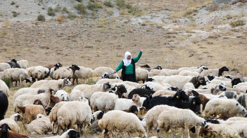 Van'da Türkiye'ye model olabilecek örnek! Kadınlar devlet desteğiyle üretime güç katıyor