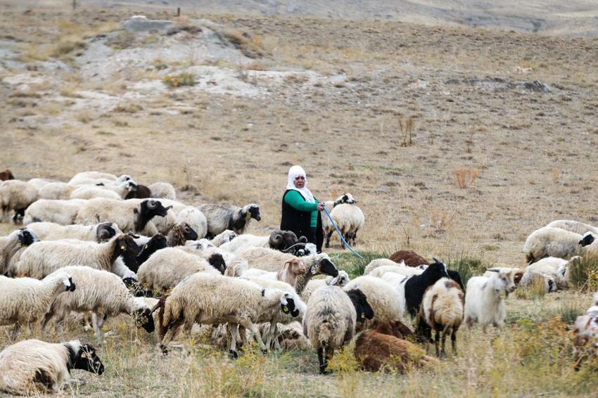 Van'da Türkiye'ye model olabilecek örnek! Kadınlar devlet desteğiyle üretime güç katıyor