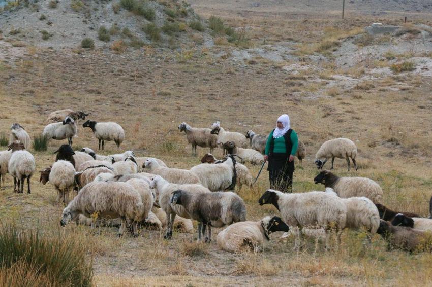 Van'da Türkiye'ye model olabilecek örnek! Kadınlar devlet desteğiyle üretime güç katıyor