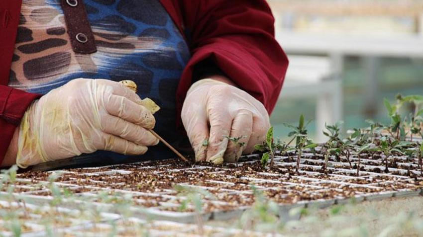 Türkiye'de kapasite arttı sebze fidesi üretimi yıllık 7 milyar adedi aştı