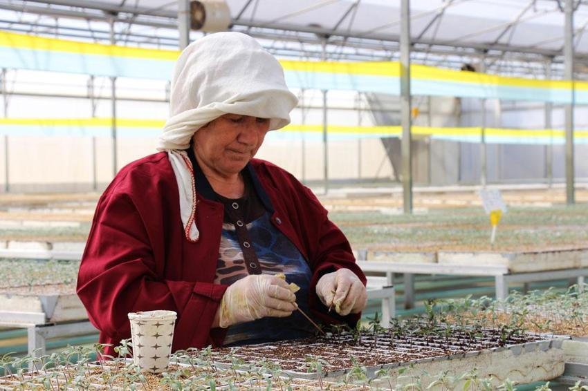 Türkiye'de kapasite arttı sebze fidesi üretimi yıllık 7 milyar adedi aştı