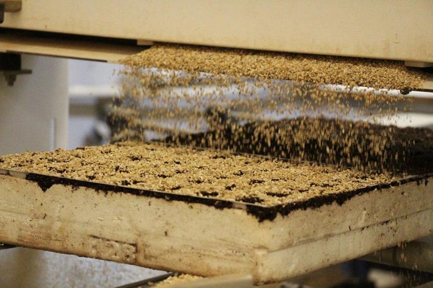 Türkiye'de kapasite arttı sebze fidesi üretimi yıllık 7 milyar adedi aştı