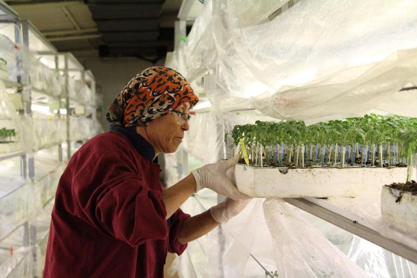 Türkiye'de kapasite arttı sebze fidesi üretimi yıllık 7 milyar adedi aştı