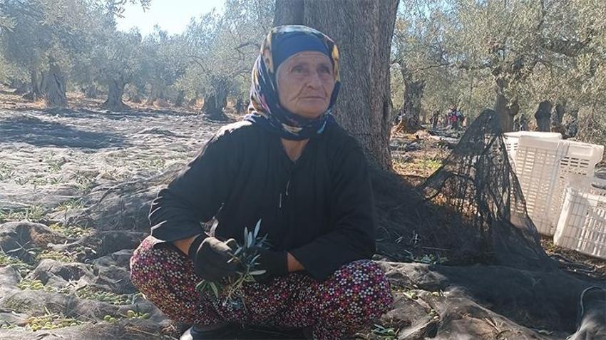 Zeytinde 'bolluk yılı'nda hasat başladı! Günlük ücretler belli oldu: Üretici de işçi de aradığını bulamadı