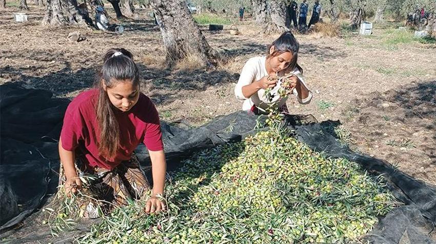 Zeytinde 'bolluk yılı'nda hasat başladı! Günlük ücretler belli oldu: Üretici de işçi de aradığını bulamadı