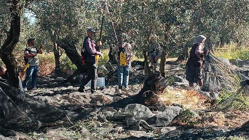 Zeytinde 'bolluk yılı'nda hasat başladı! Günlük ücretler belli oldu: Üretici de işçi de aradığını bulamadı