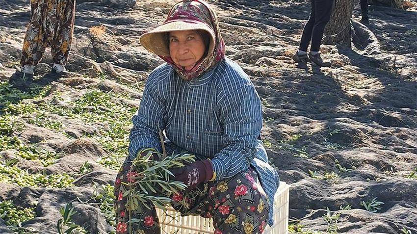 Zeytinde 'bolluk yılı'nda hasat başladı! Günlük ücretler belli oldu: Üretici de işçi de aradığını bulamadı