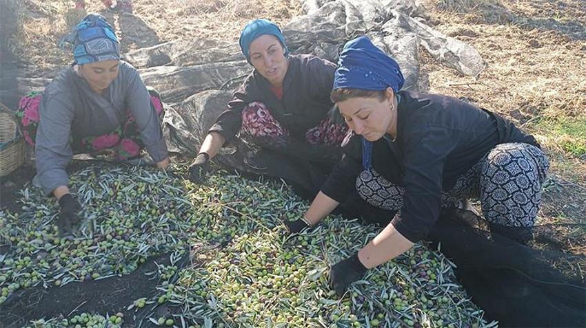 Zeytinde 'bolluk yılı'nda hasat başladı! Günlük ücretler belli oldu: Üretici de işçi de aradığını bulamadı