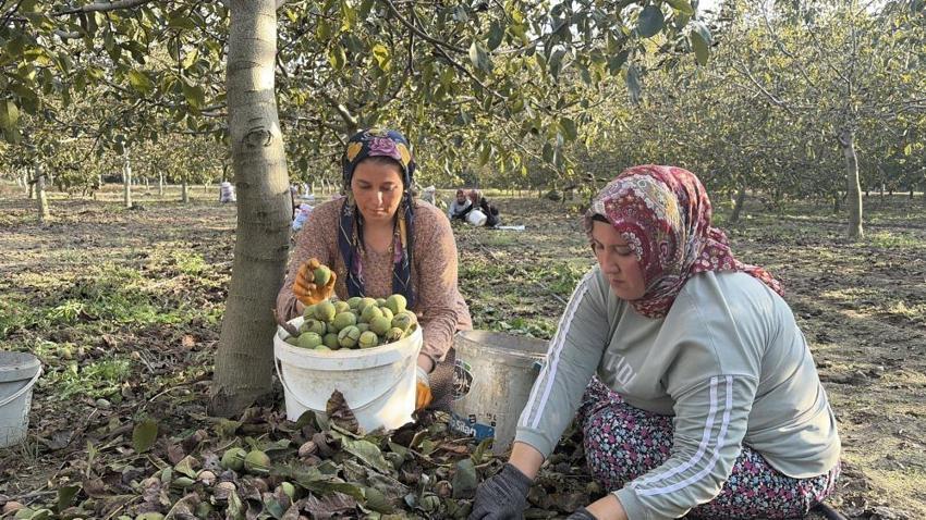 Yer fıstığı kadar cevizi de anılacak! Kırmızı altında fiyatlar belli oldu: 4 bin ağaçlık bahçelerde hasat başladı!