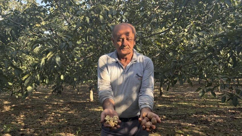 Yer fıstığı kadar cevizi de anılacak! Kırmızı altında fiyatlar belli oldu: 4 bin ağaçlık bahçelerde hasat başladı!