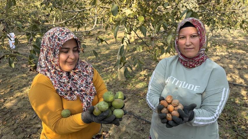 Yer fıstığı kadar cevizi de anılacak! Kırmızı altında fiyatlar belli oldu: 4 bin ağaçlık bahçelerde hasat başladı!