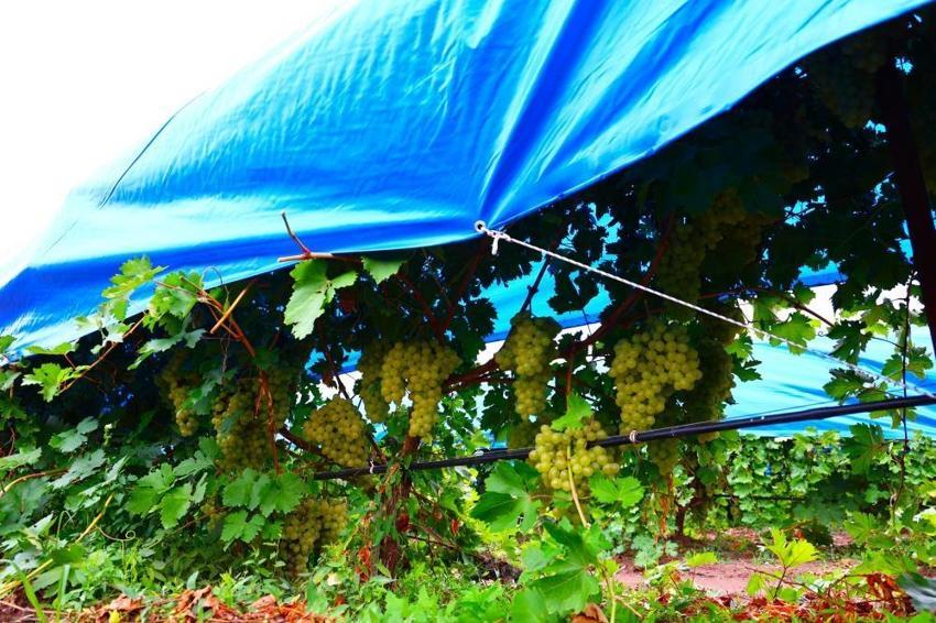 Elazığ'da erken yağışlar bastırdı, bağlar açık hava müzesine dönüştü! 80 bin tonluk rekolte için bağlar maviye boyandı!