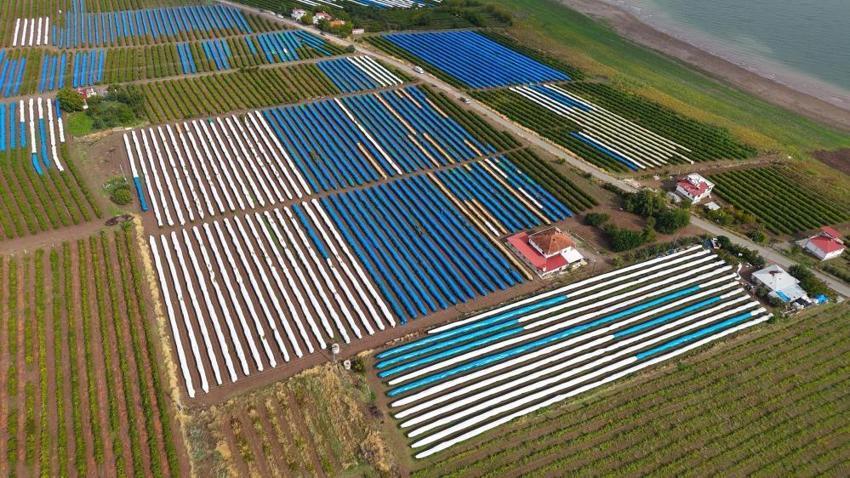 Elazığ'da erken yağışlar bastırdı, bağlar açık hava müzesine dönüştü! 80 bin tonluk rekolte için bağlar maviye boyandı!
