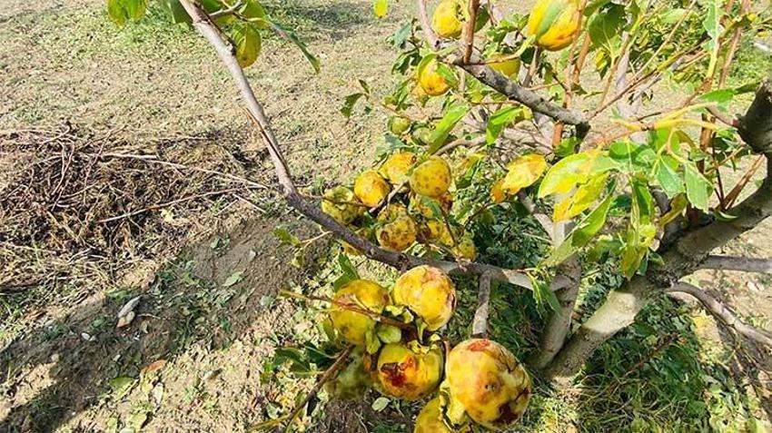 Adana'da narenciye ve tarım bahçelerini dolu vurdu! Hasar için ön tespit çalışması başladı