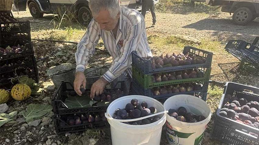 Antalyalı üreticiye büyük şok: Rekolte Çöktü! 15 tondan 1 tona düştü