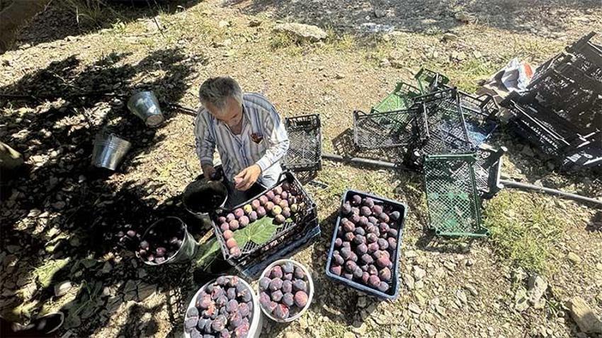 Antalyalı üreticiye büyük şok: Rekolte Çöktü! 15 tondan 1 tona düştü