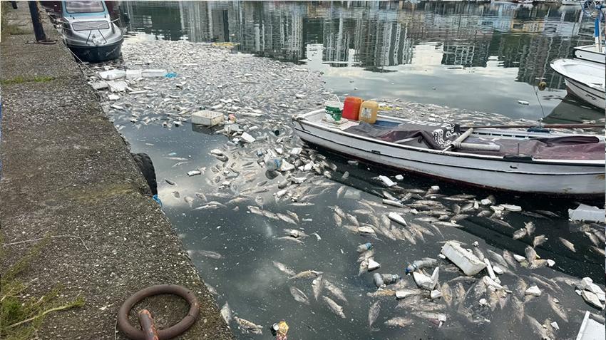 Karadeniz'de palamut bolluğu rezalete dönüştü: Vatandaş evinde yatamıyor