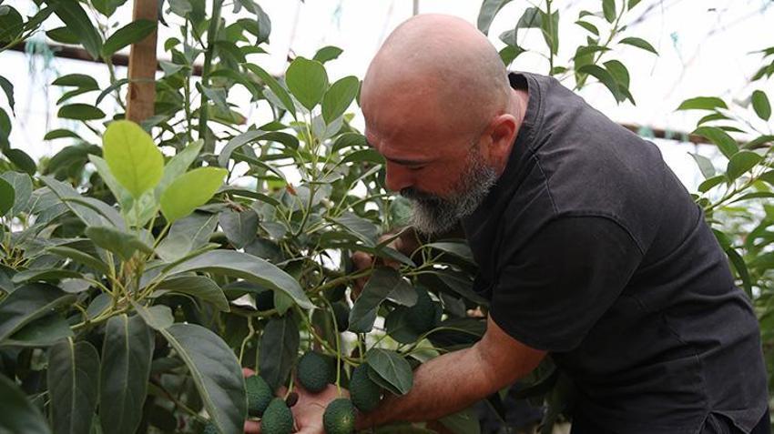 Alanya'dan toplanıyor, 72 saatte Avrupa'daki market raflarında yer alıyor! Yıllar önce bahçede hobi olarak başlamıştı