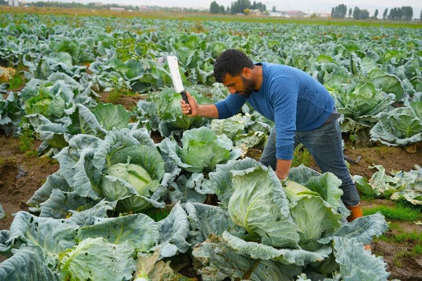 Türkiye'nin önemli tarım merkezlerinden Muş Ovası'nda hasat başladı: Şehrin ekonomisine 165 milyon liralık katkı bekleniyor