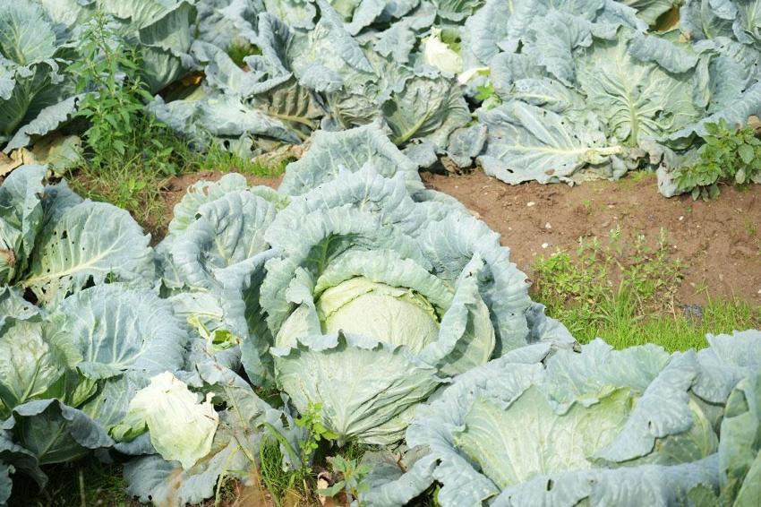 Türkiye'nin önemli tarım merkezlerinden Muş Ovası'nda hasat başladı: Şehrin ekonomisine 165 milyon liralık katkı bekleniyor