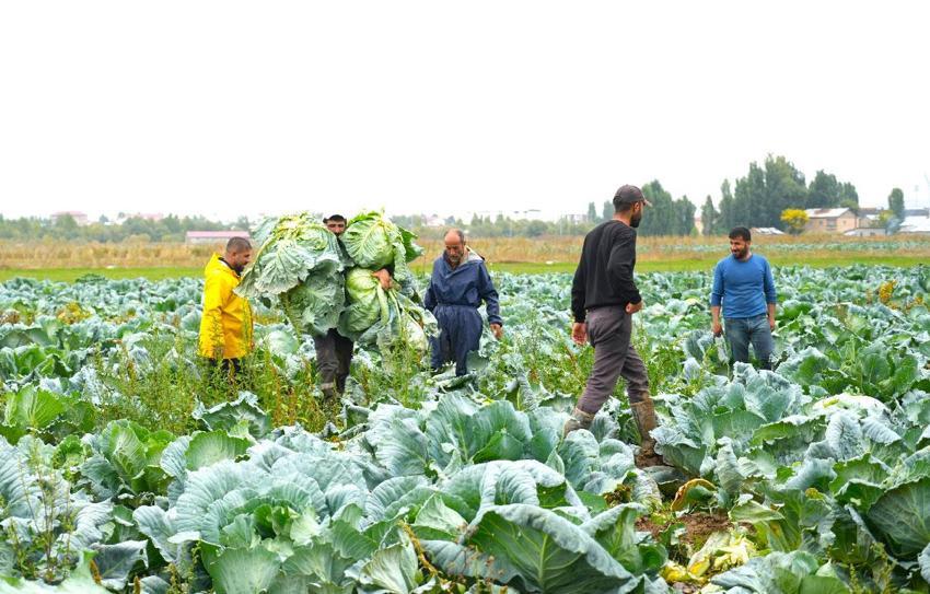 Türkiye'nin önemli tarım merkezlerinden Muş Ovası'nda hasat başladı: Şehrin ekonomisine 165 milyon liralık katkı bekleniyor